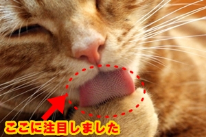 ネイチャーテクノロジー猫のグルーミングの舌に注目